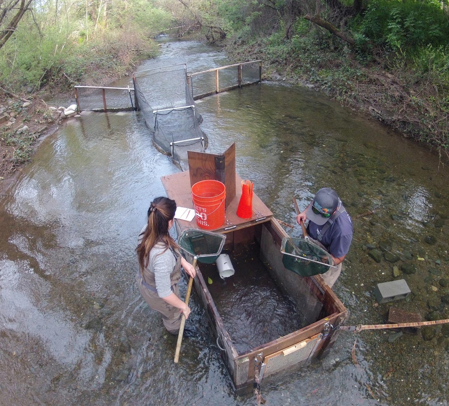 Sea Grant biologists netting fish out of downstream migrant smolt trap on Mill Creek