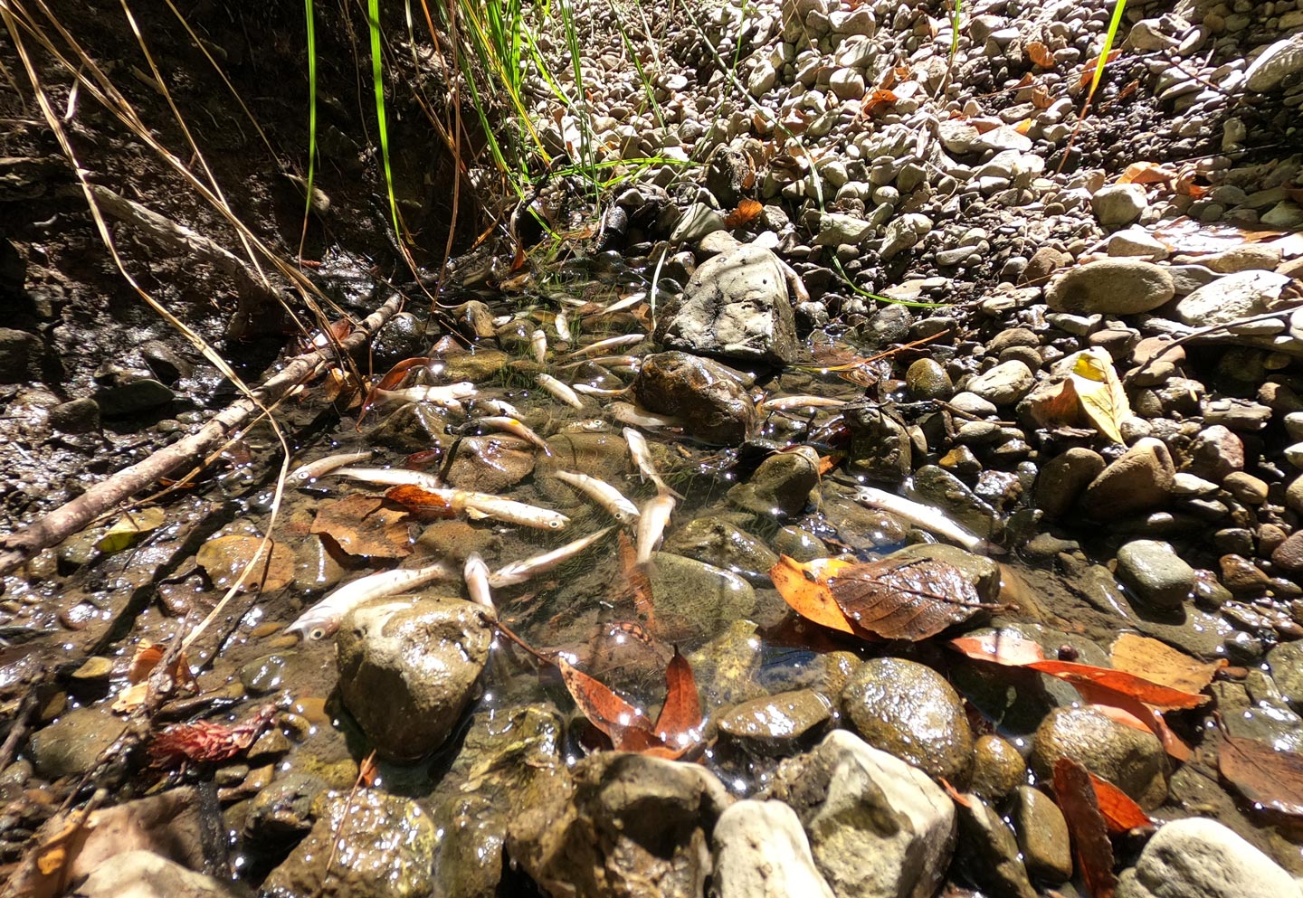 Dead coho young-of-the-year in a drying pool.