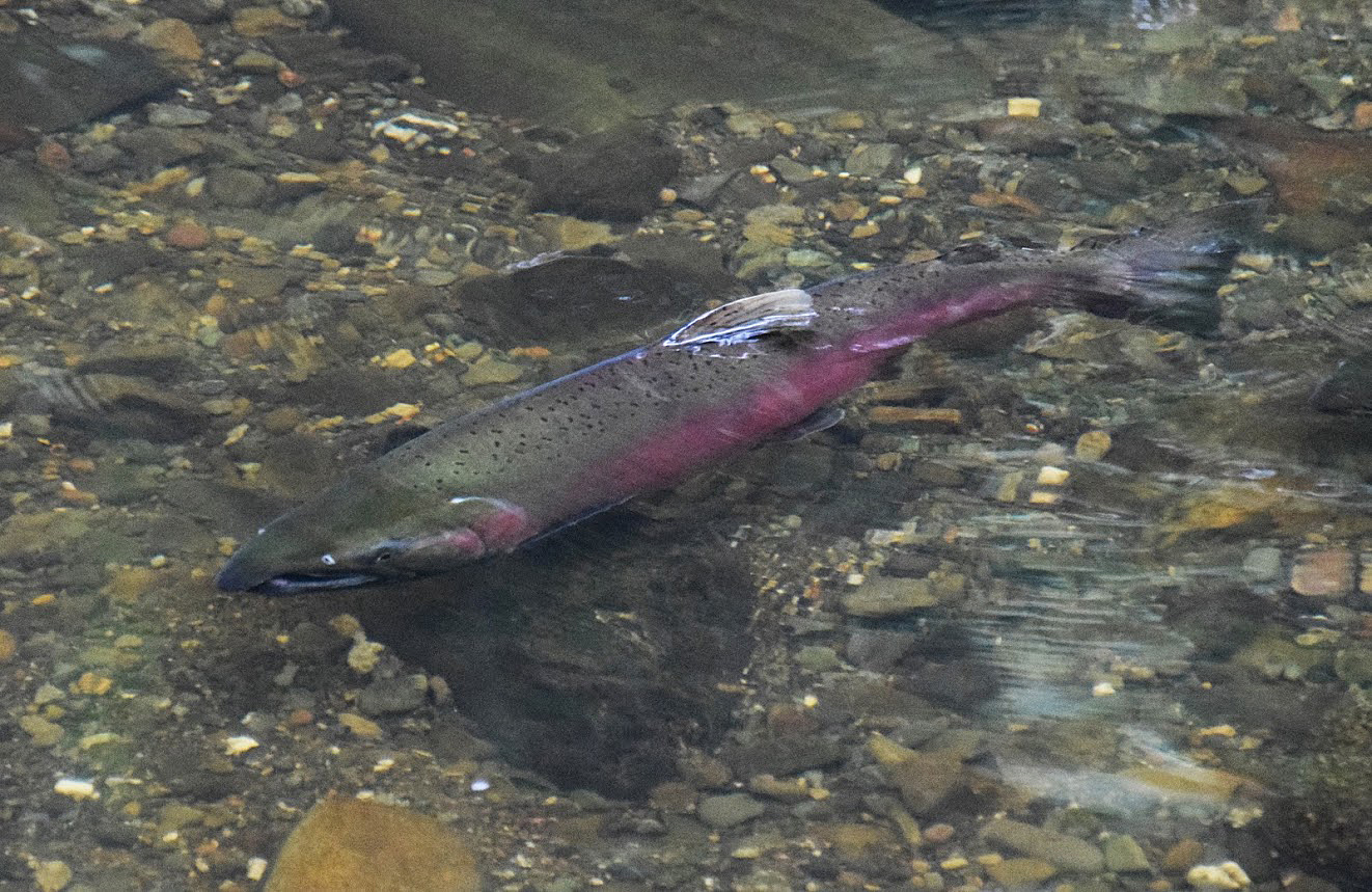 Male coho salmon in Dutch Bill Creek. Photo: David Berman