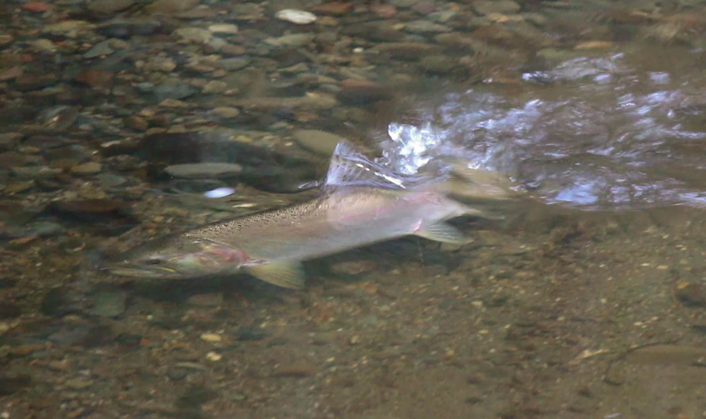 Female coho digging a redd. Photo: Brock Dolman