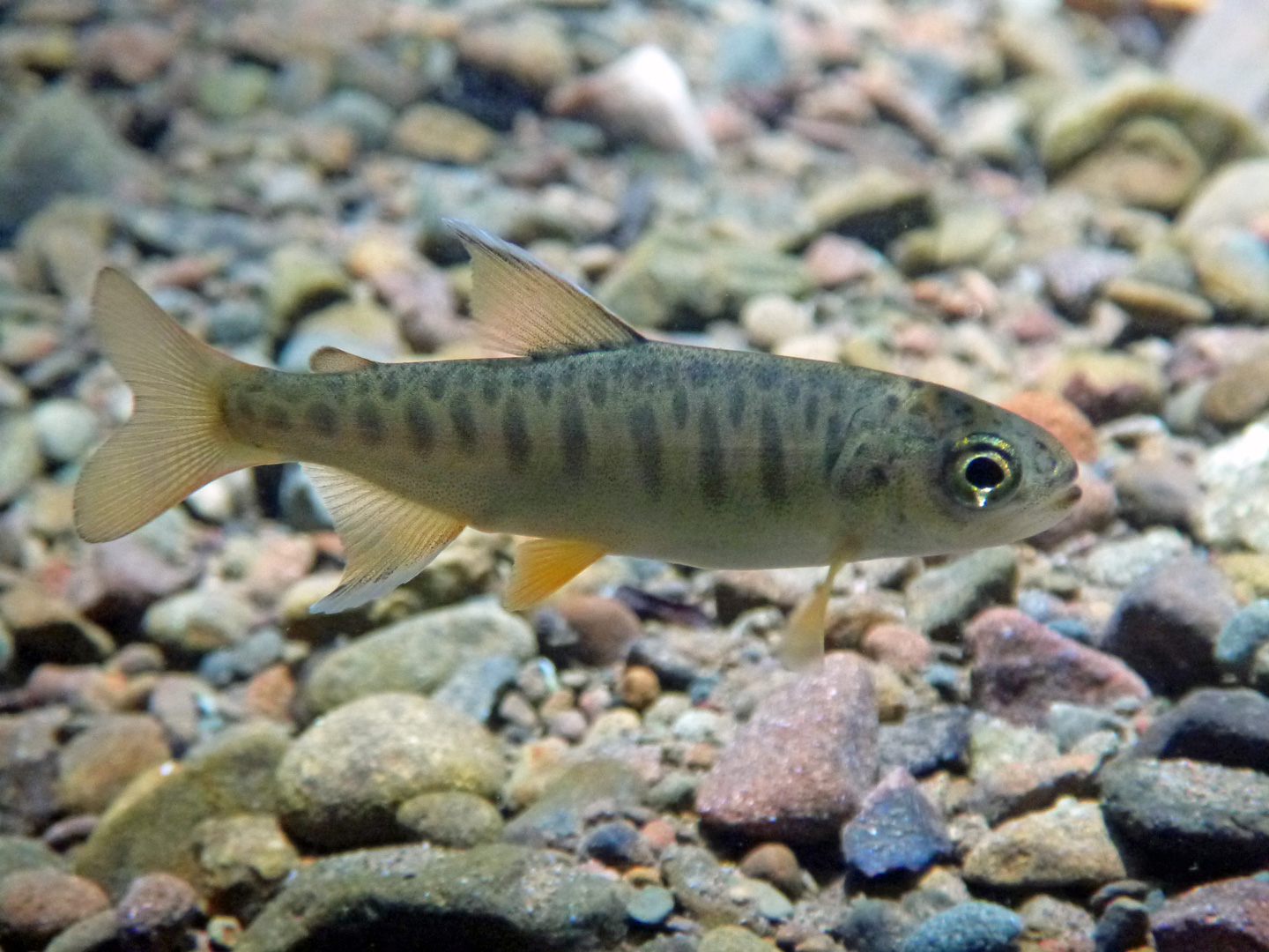 Naturally-spawned coho young-of-the-year in Felta Creek. 