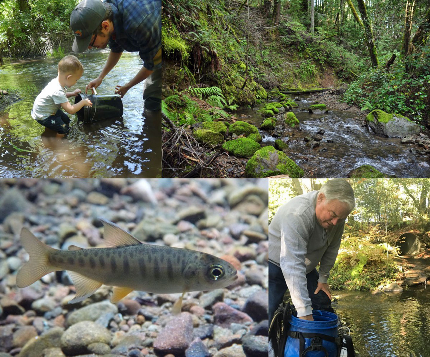 Clockwise from left: Helping to release fish into the stream, Palmer Creek, a landowner helps to stock coho salmon, coho salmon young-of-the-year