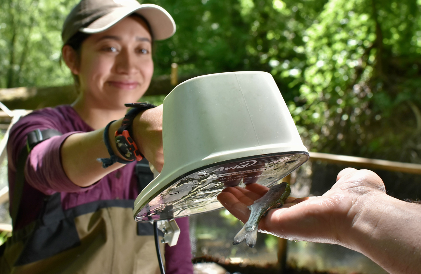 Scanning a coho smolt for a PIT tag. Photo: Joshua Asel