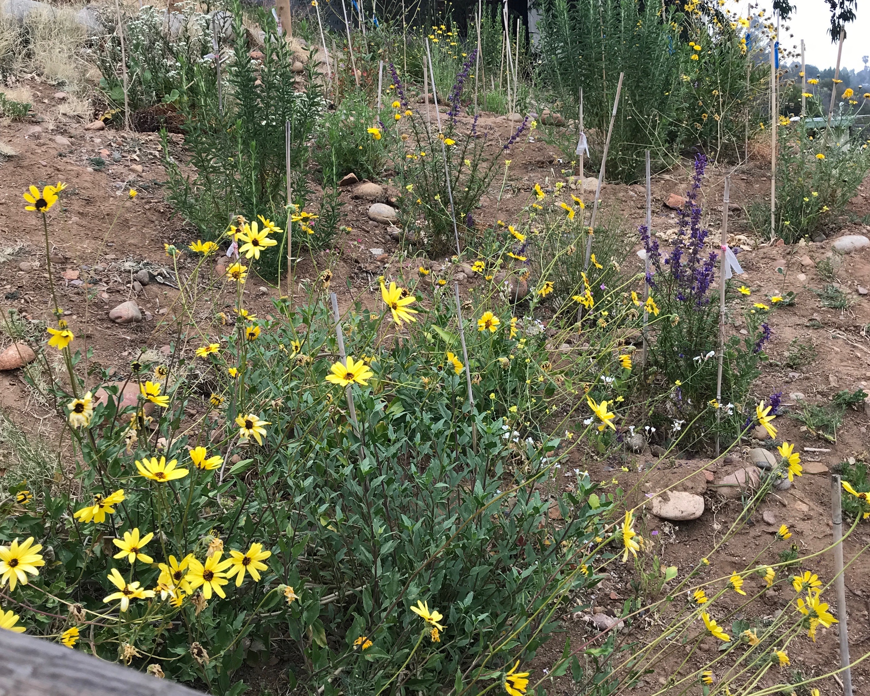 A recently planted restoration plot, spring 2018.