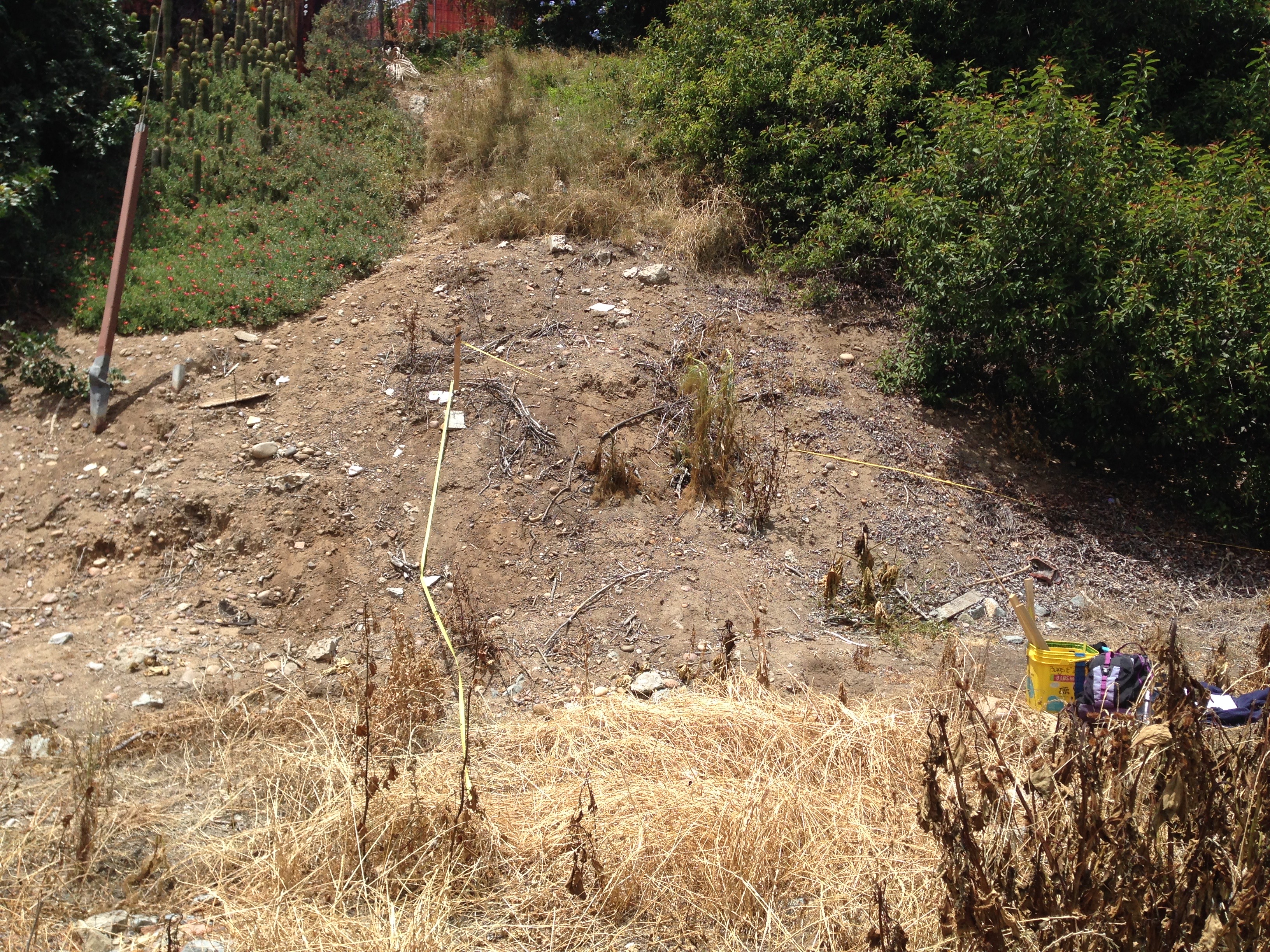 Fig. 5a. A shot of a restoration plot in Manzanita Canyon, before planting, in 2017; see below for photos documenting change in this plot through time.