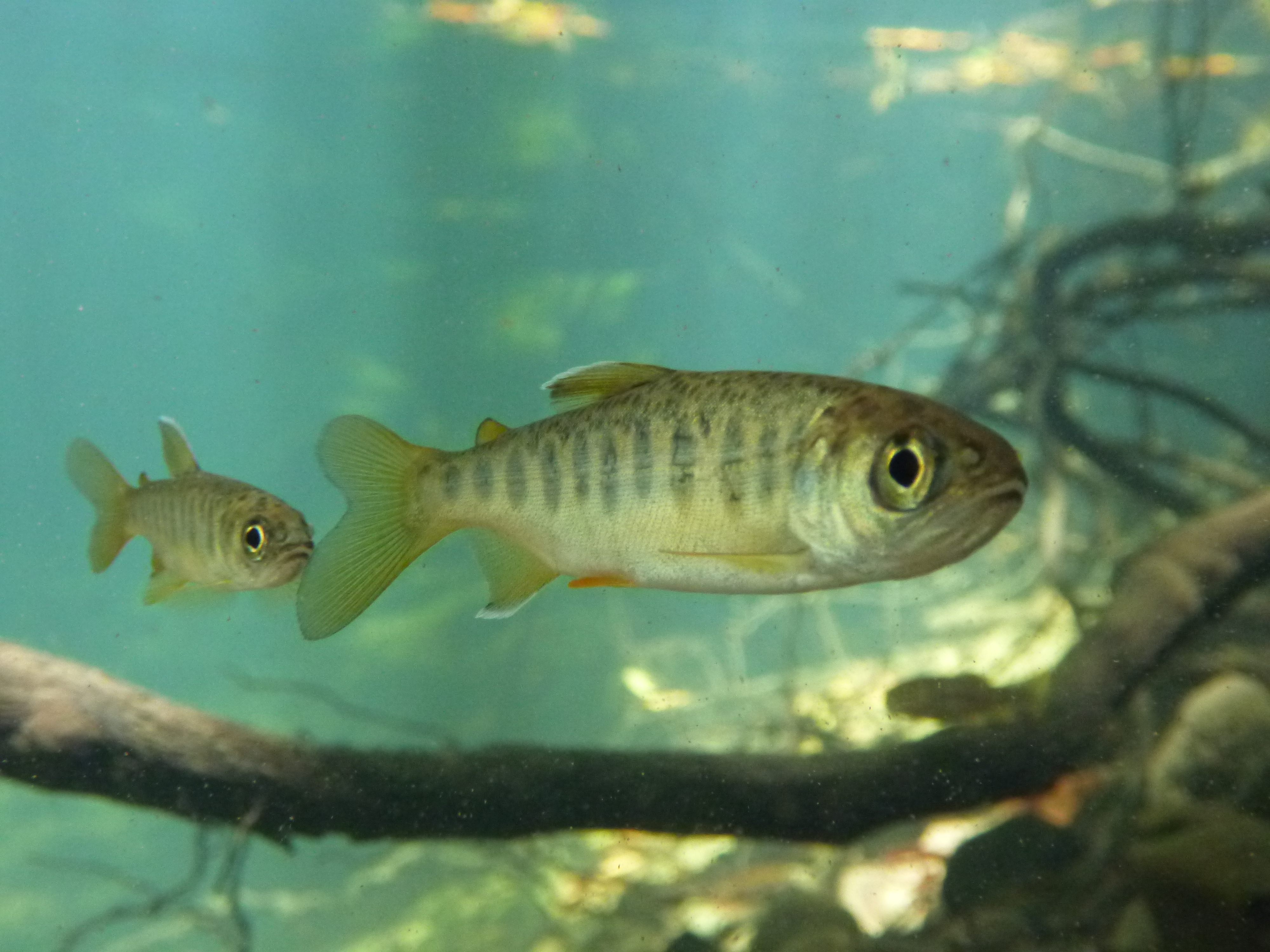 juvenile coho salmon