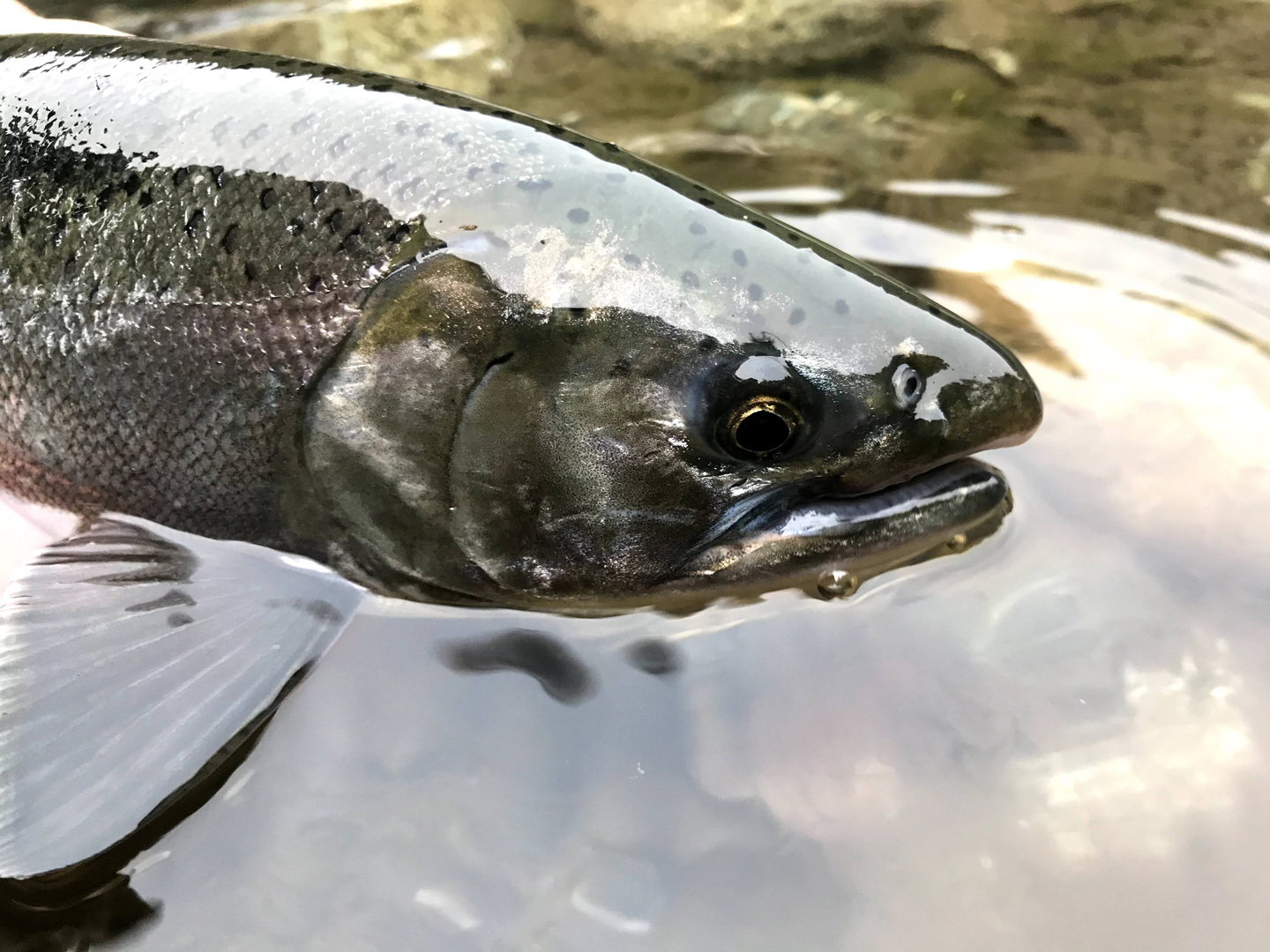 An adult coho salmon caught while targeting steelhead, 2020.