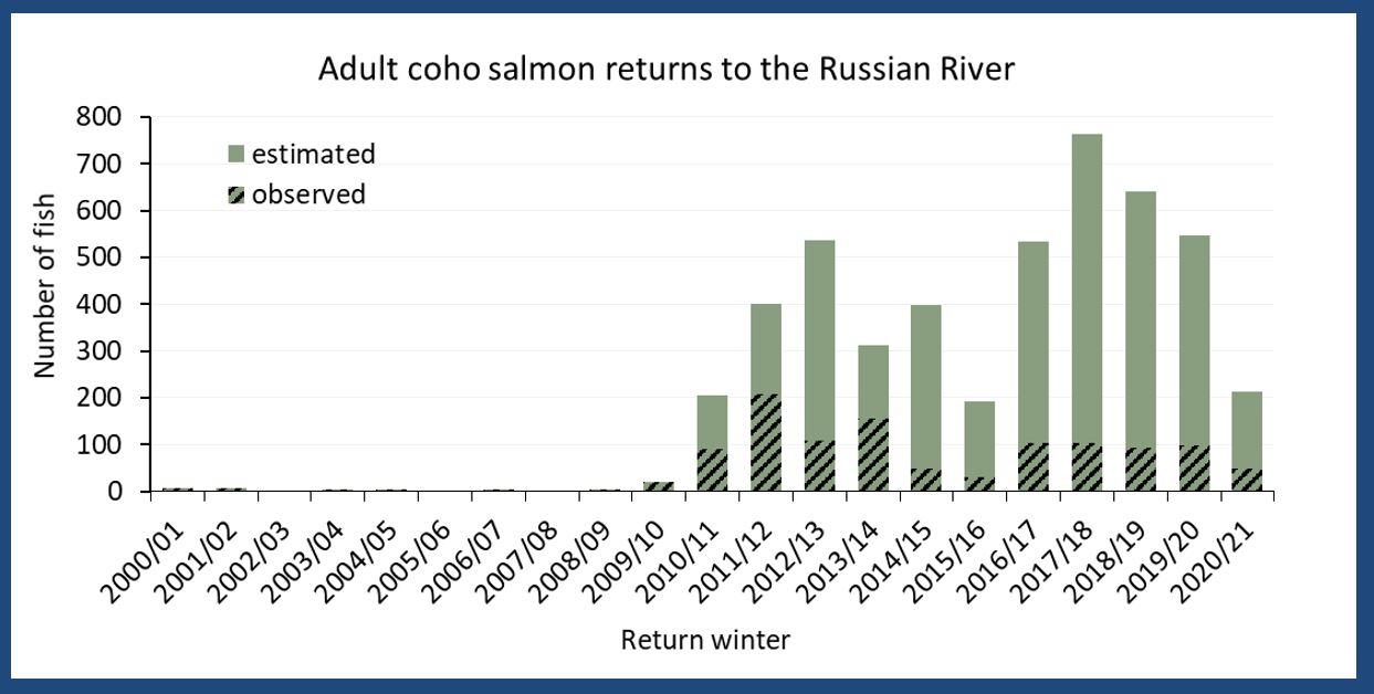 Graph showing adult returns to the Russian River watershed from 2000 to 2020.   Estimated annual adult hatchery coho salmon returns to the Russian River, return winters 2000/01 through 2020/21. Note that methods for counting/estimating the number of returning adult coho salmon were  not consistent among years; prior to 2009/10, spawner surveys were the primary method, from 2009/10 – 2011/12 methods included spawner surveys, video monitoring and PIT tag detection systems, and beginning in  2012/13, with the installation of the Duncans Mills antenna array, PIT tag detection systems were the primary  method used.