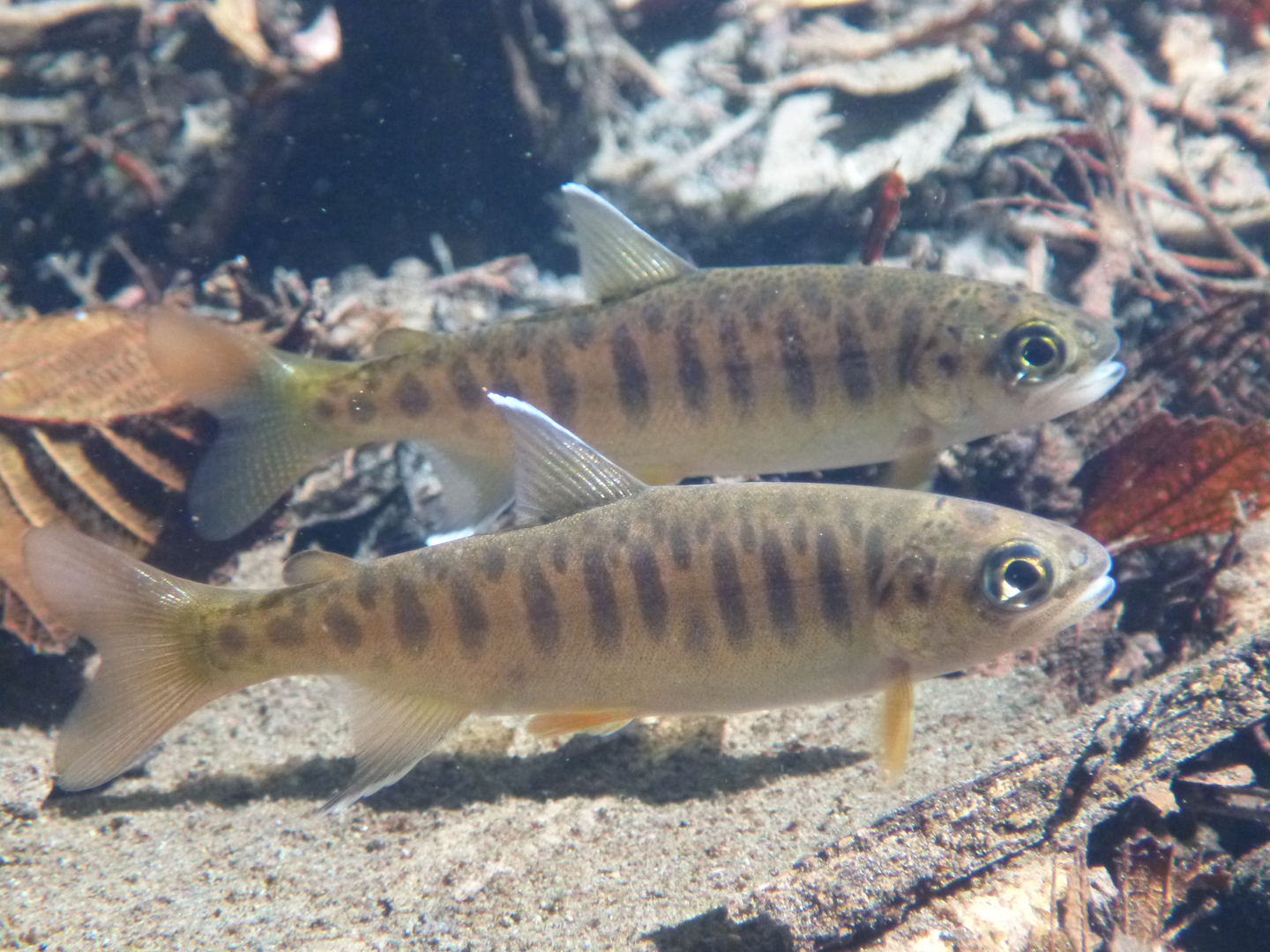 A pair of naturally-spawned coho salmon young-of-the-year in Willow Creek