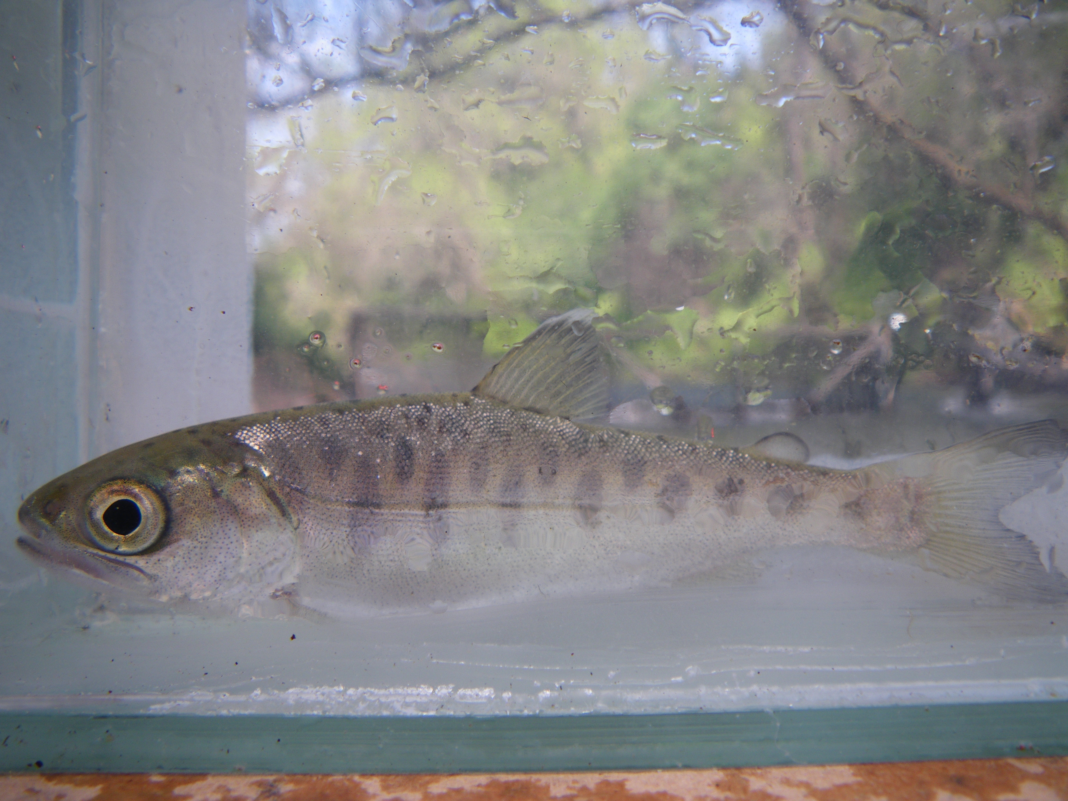 A coho salmon smolt in an underwater viewing chamber