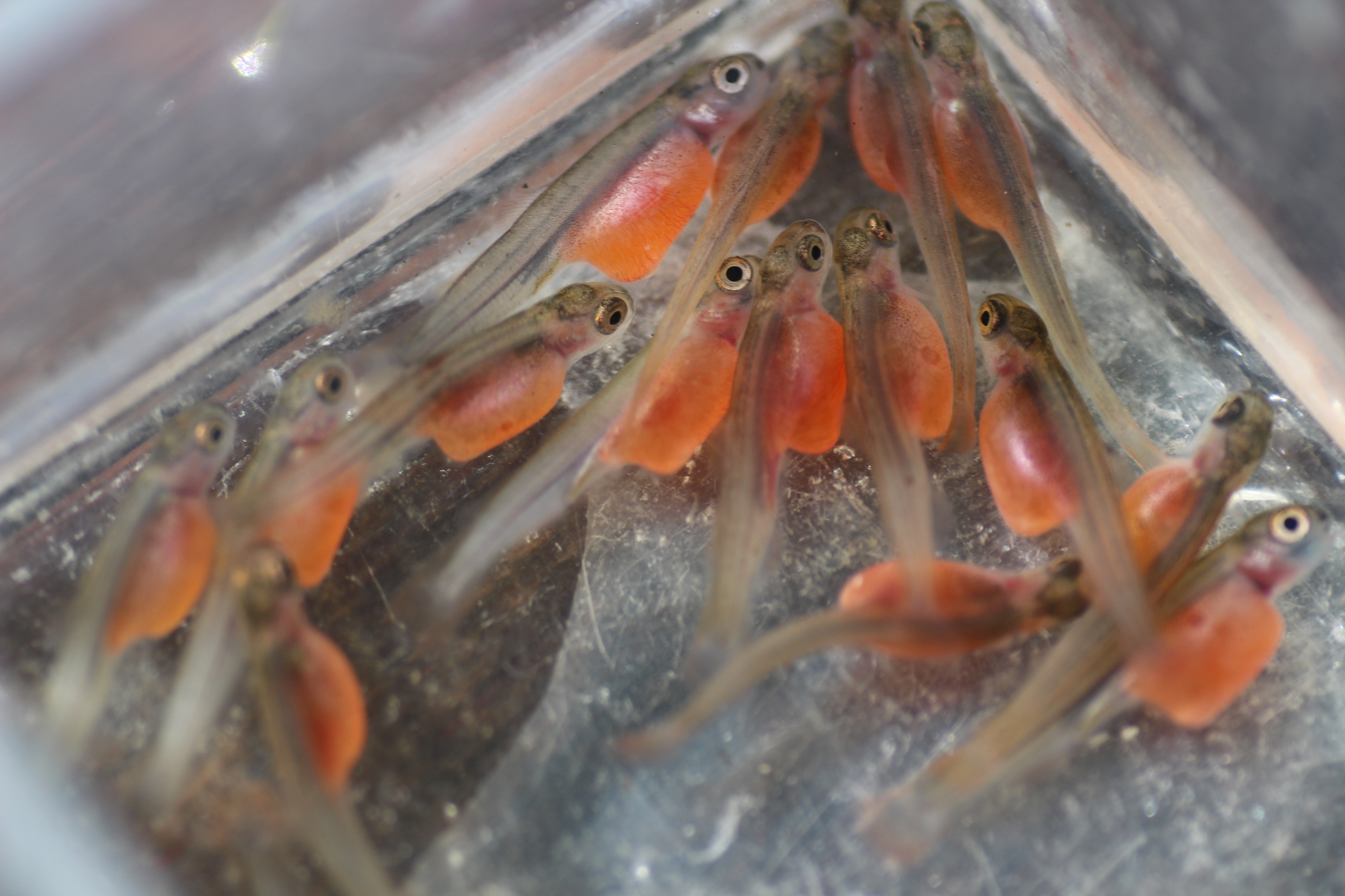 A group of coho salmon alevin, with intact egg sacks still visible. 