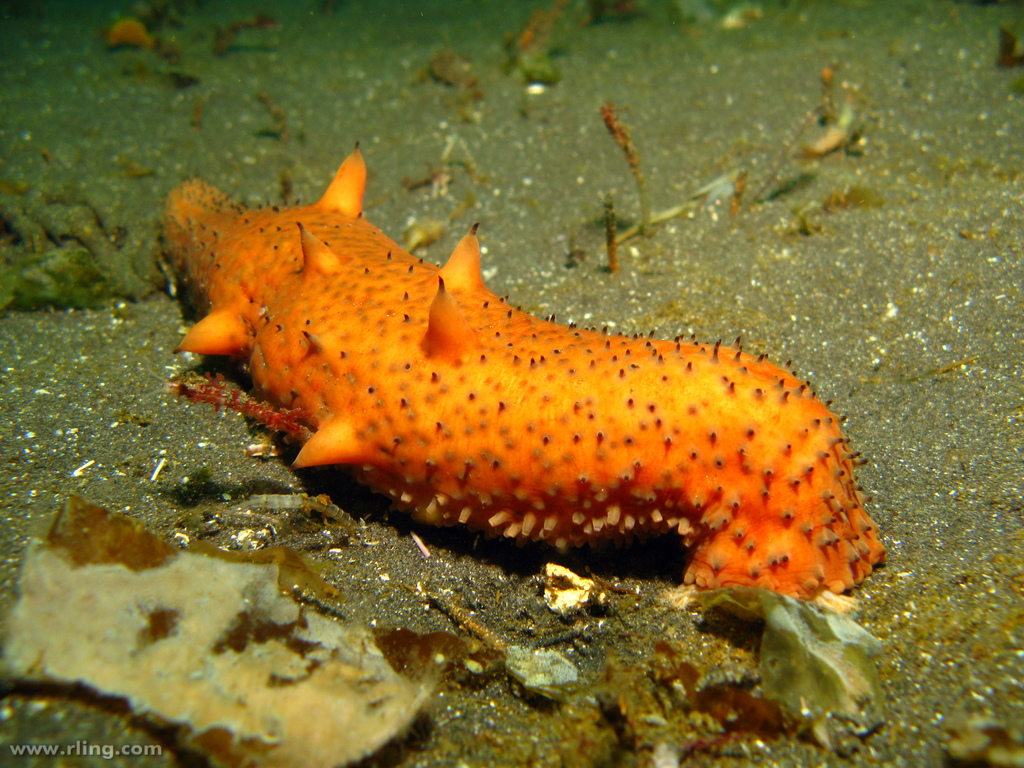 Warty Sea Cucumber