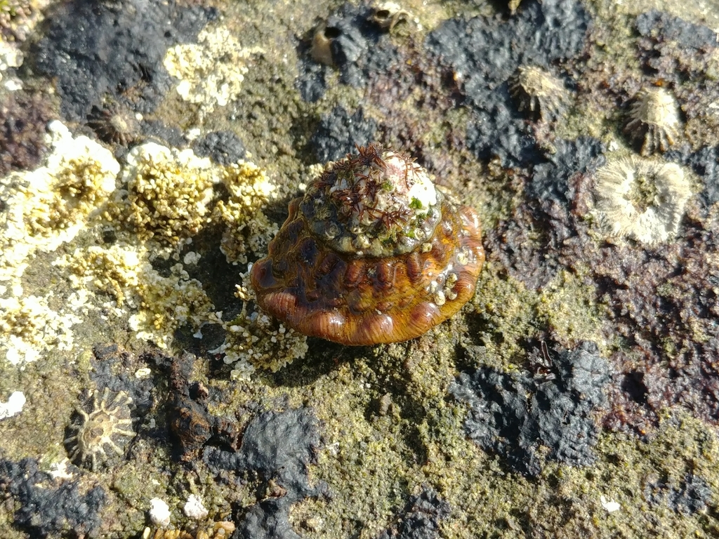 Wavy Turban Snail on rock.