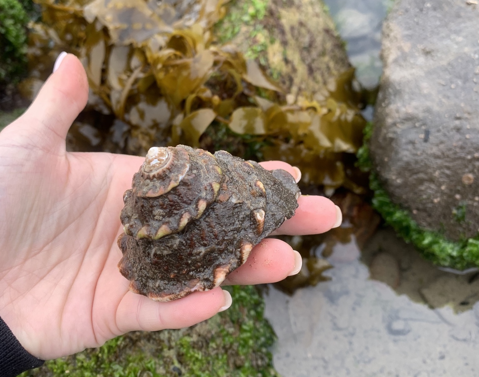 person's hand holding wavy turban snail, kelp and rocks in background.