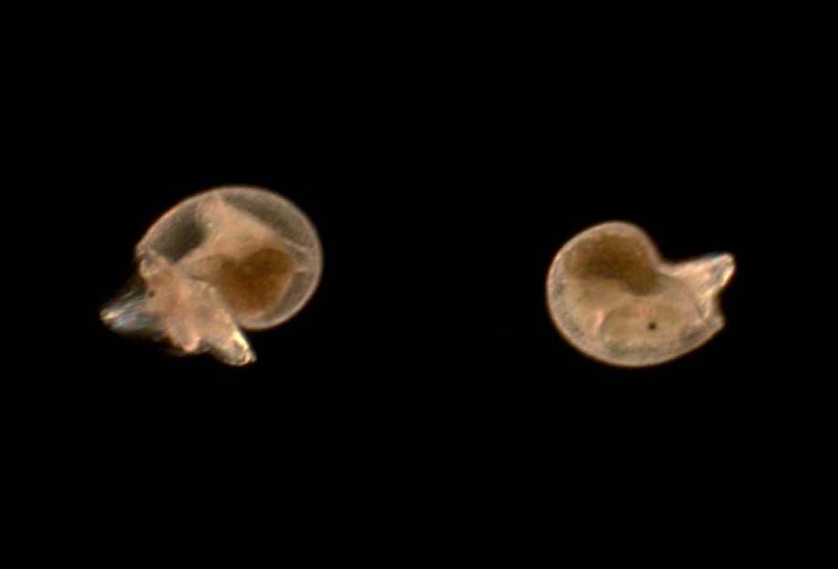 Tiny white abalone larvae. Photo by Shelby Kawana.