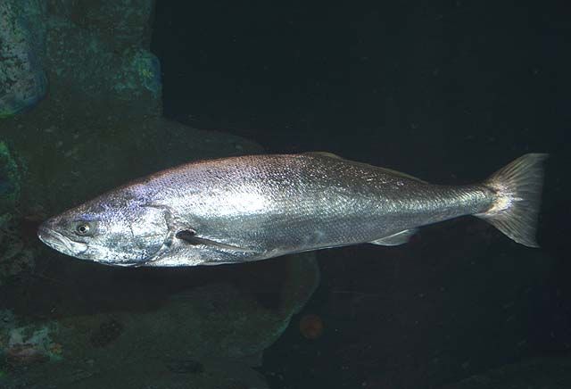 Sea bass, Types, Nutrition & Habitat