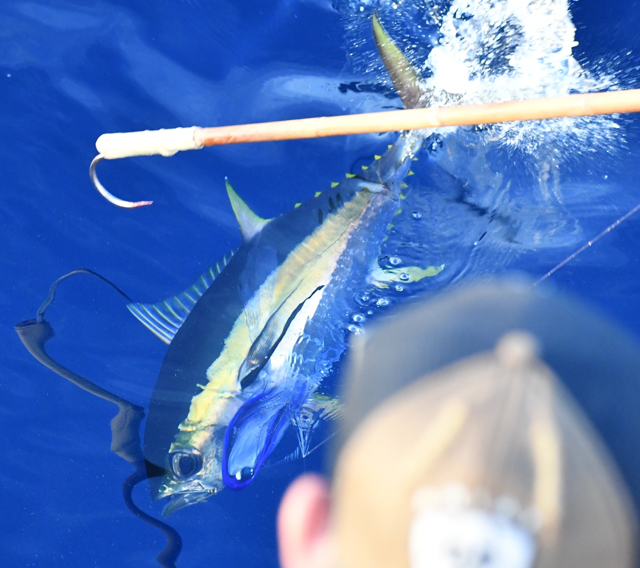 yellowfin tuna fighting a fishing line, a person's head and a gaffing hook is in view