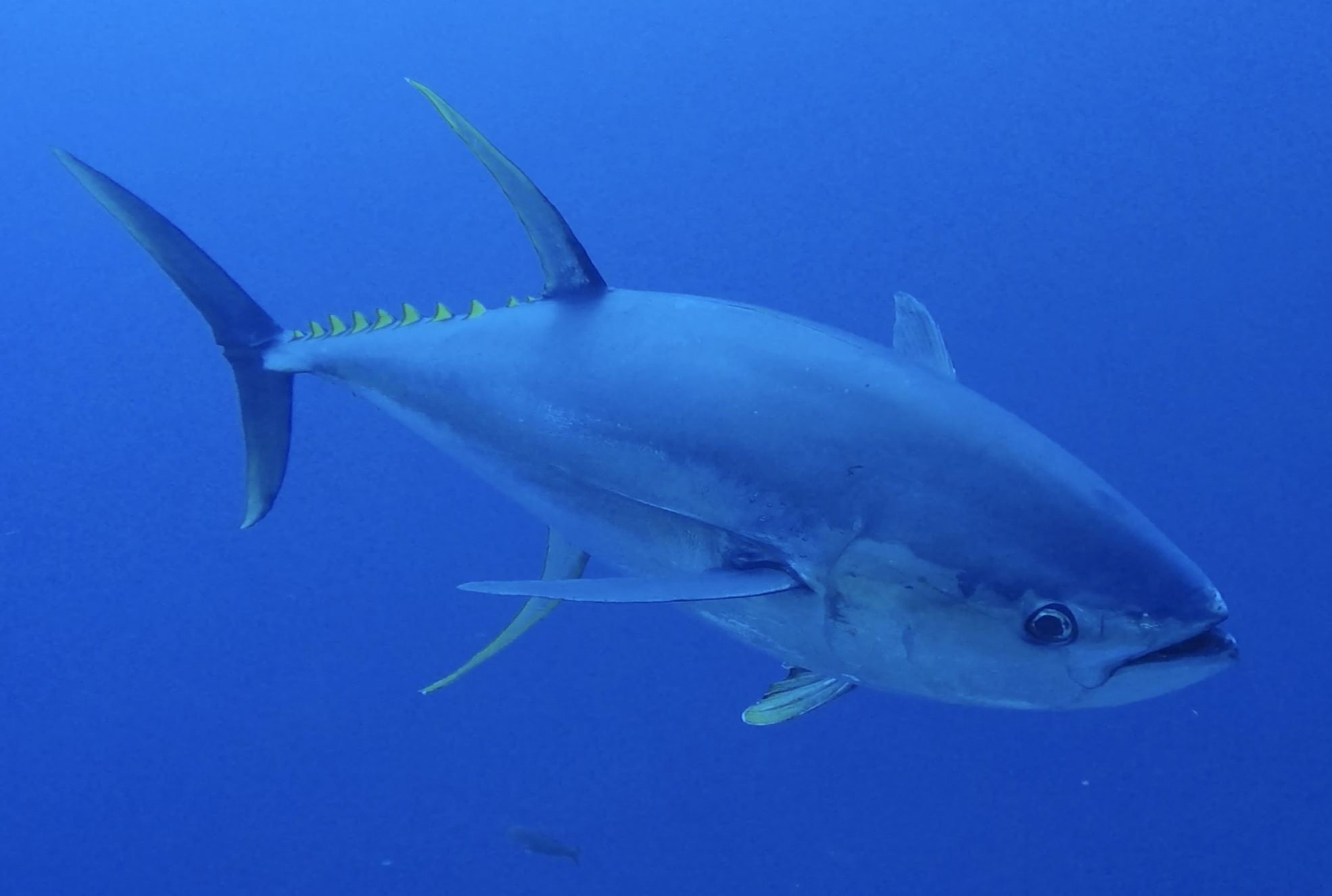 yellowfin tuna in ocean