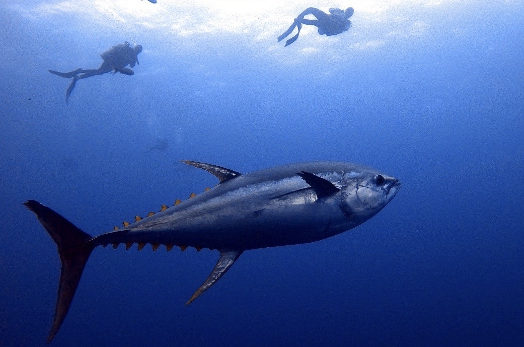 yellowfin tuna with scuba divers in background