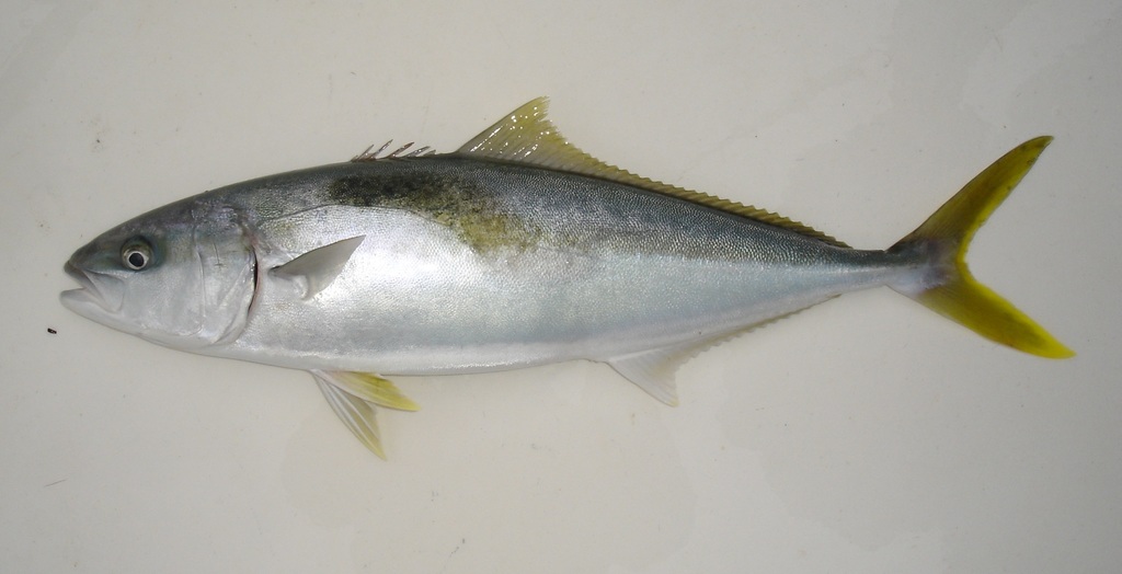 Yellowtail